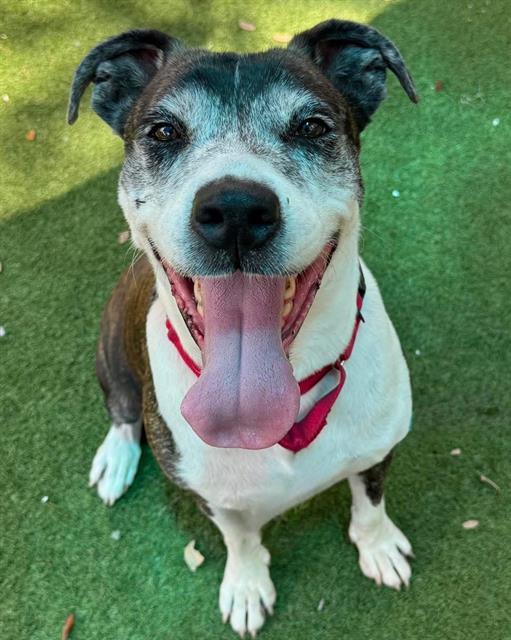 FRISCO, Adoptable, Senior Male Mixed Breed.