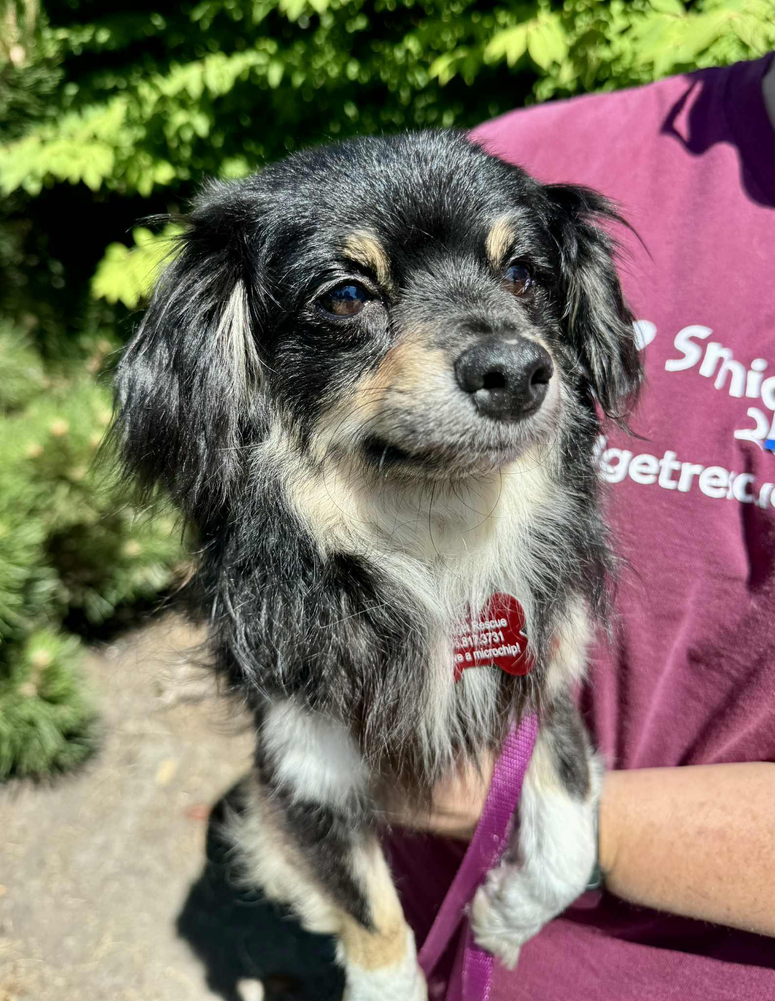 Dog available for adoption - (206) 817-3731