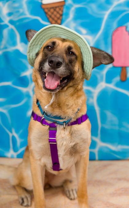 Boeing, Adoptable, Adult Female Anatolian Shepherd & Mixed Breed.