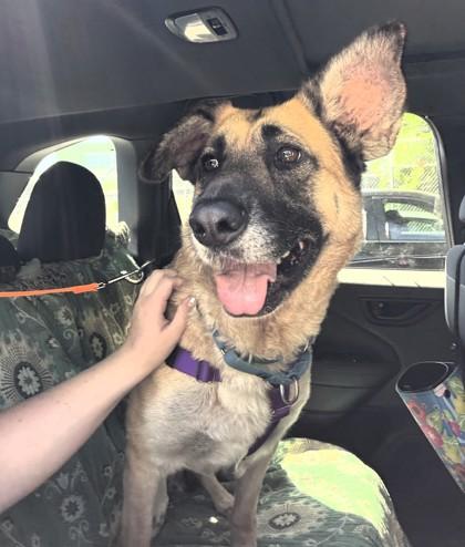 Enlarge Boeing, a Adoptable mixed breed in Seattle, WA image 2/3