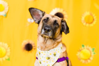 Enlarge Boeing, a Adoptable mixed breed in Seattle, WA image 3/3