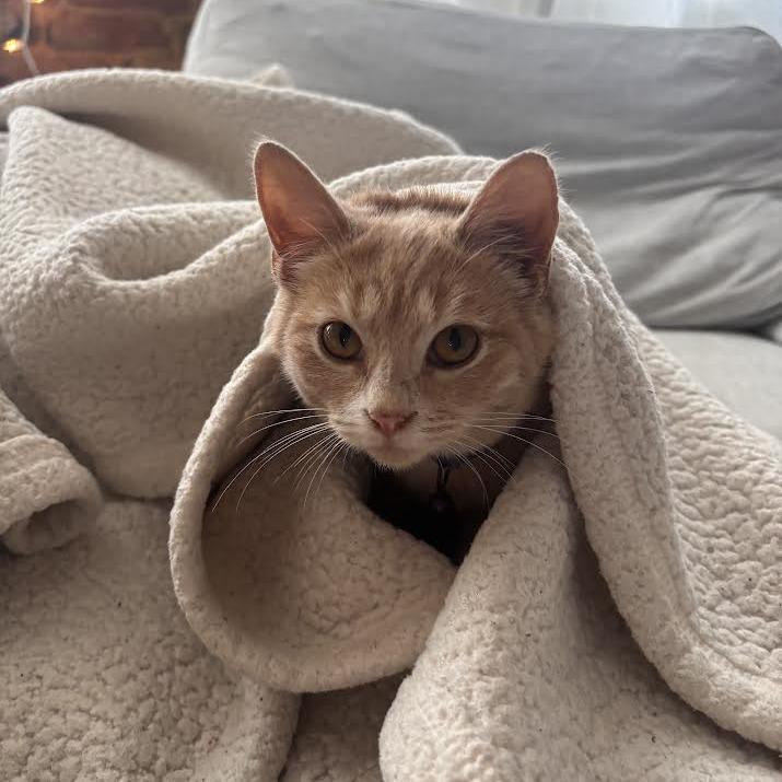 Clary, Adoptable, Kitten Female Domestic Short Hair.