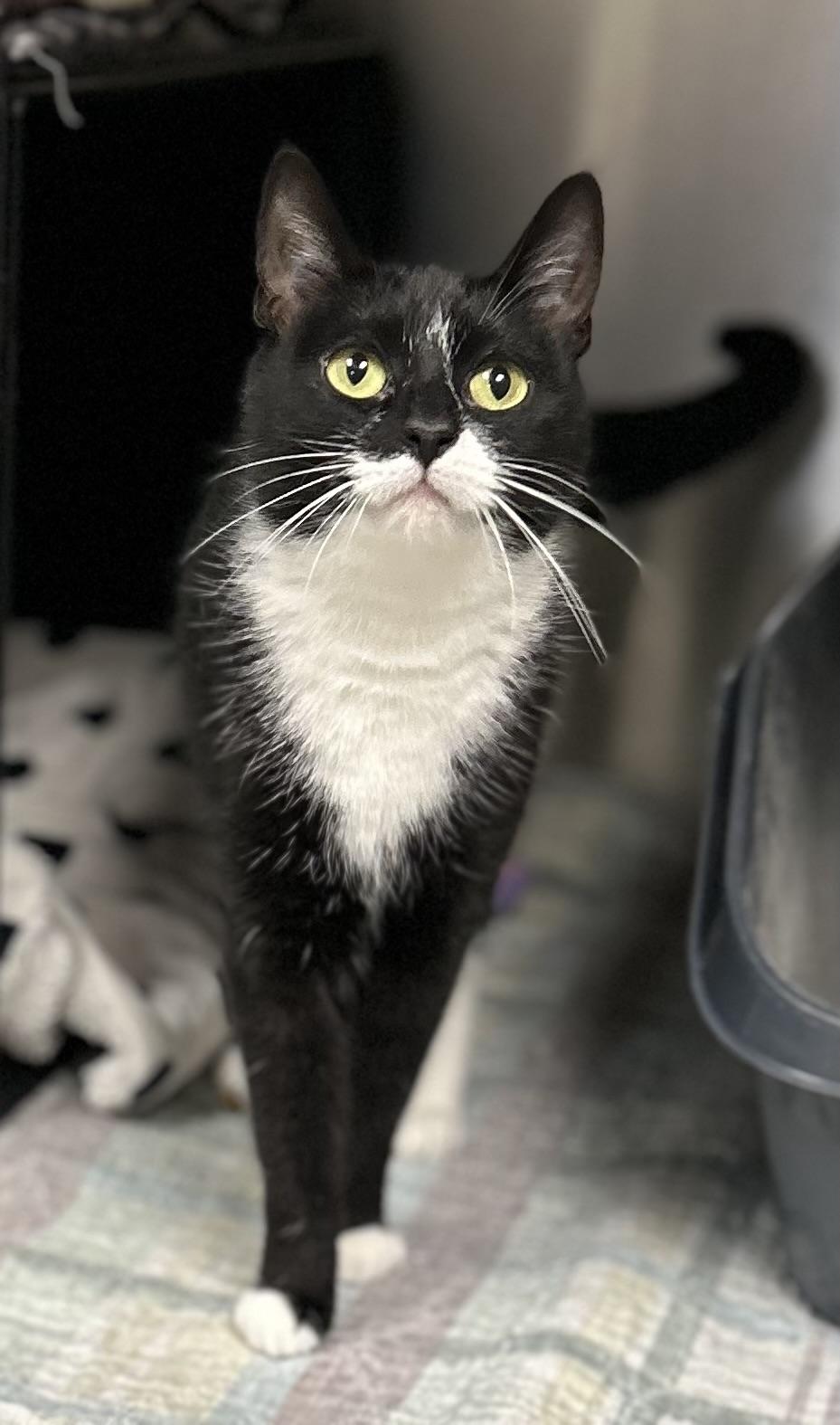 Amelia, ADOPTABLE, Young Female Domestic Short Hair.