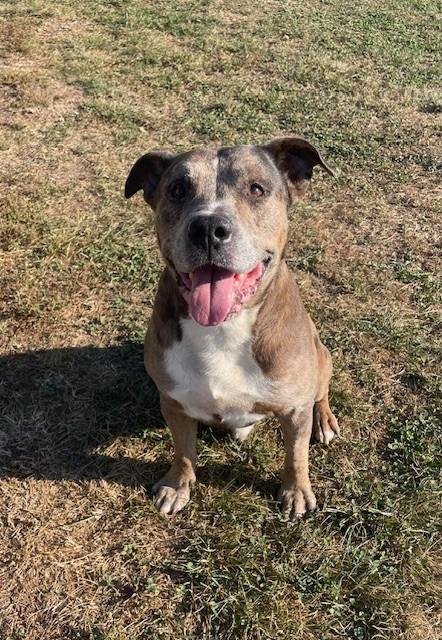 MULE, Adoptable, Adult Male American Bulldog & American Staffordshire Terrier.