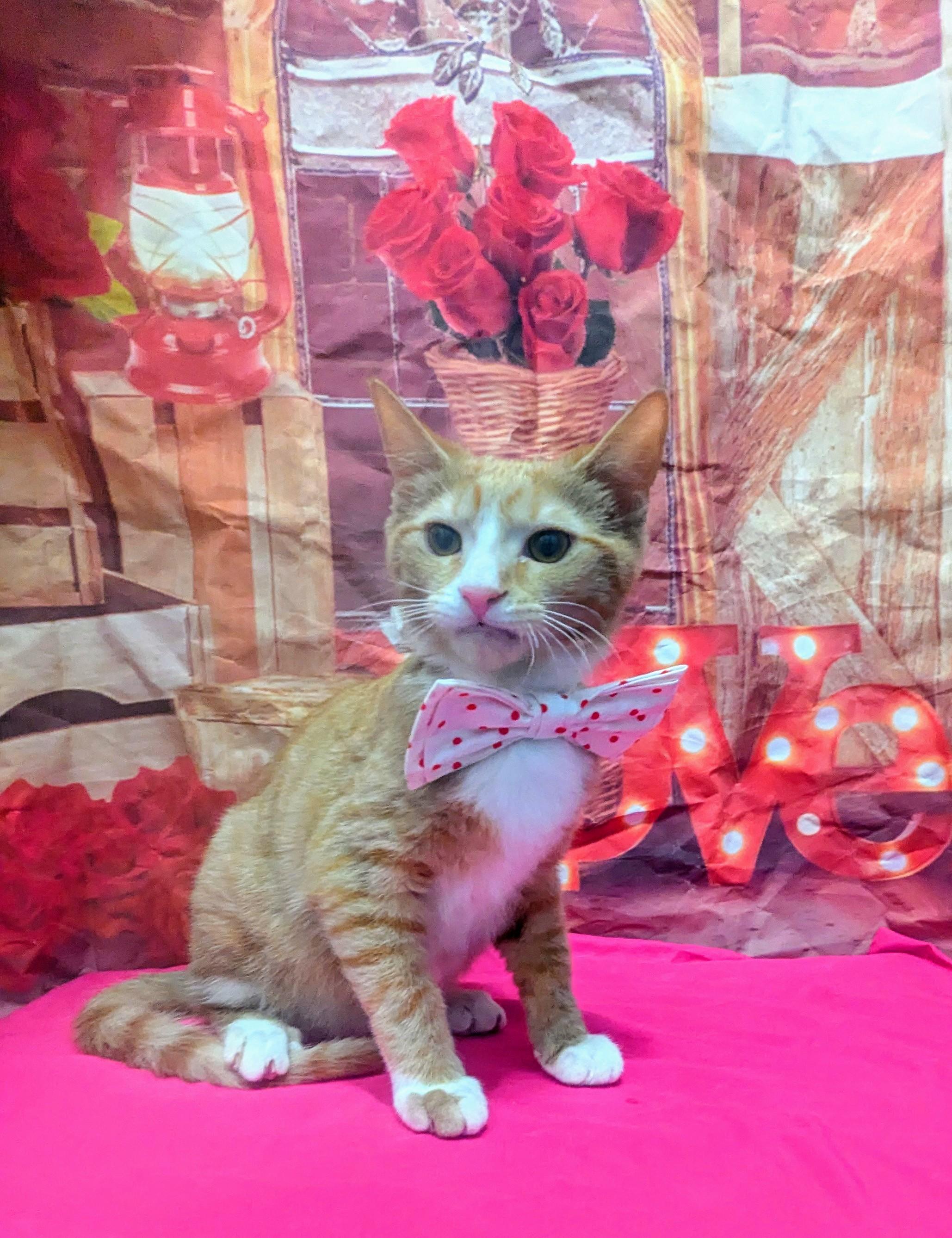 Enlarge Rusty, an adoptable Domestic Short Hair in Chesapeake Beach, MD image 1/6