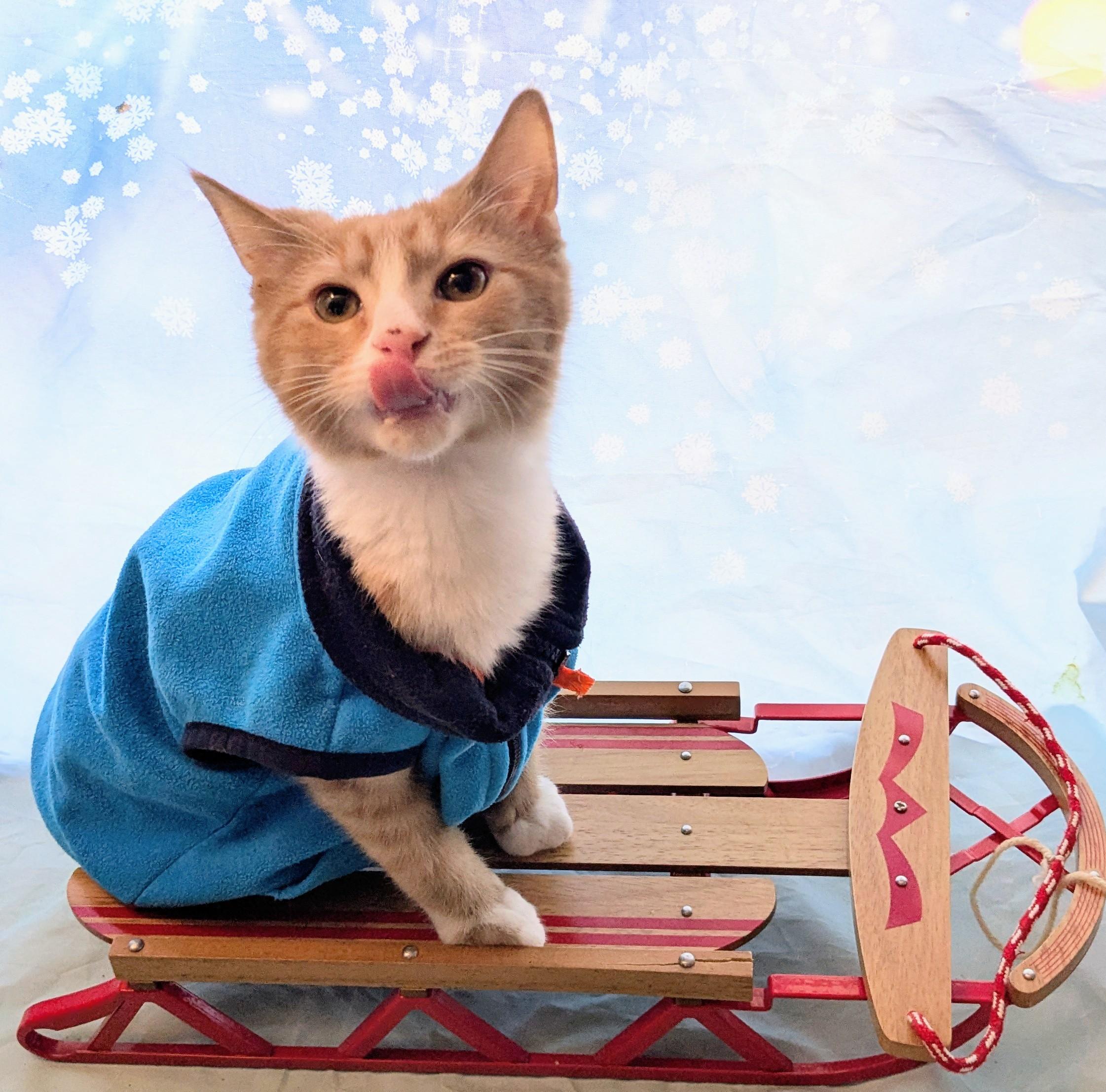 Enlarge Rusty, an adoptable Domestic Short Hair in Chesapeake Beach, MD image 5/6