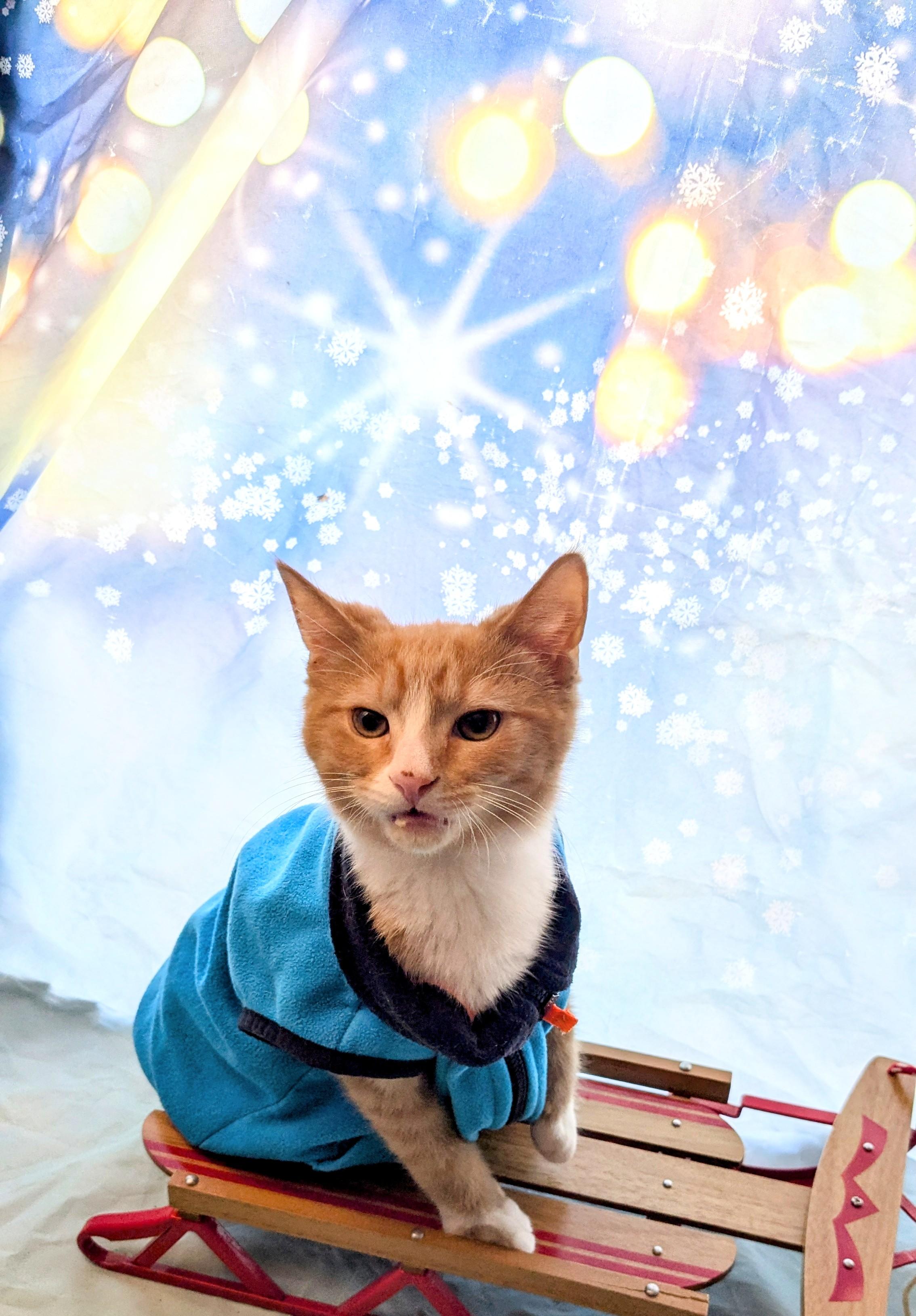 Enlarge Rusty, an adoptable Domestic Short Hair in Chesapeake Beach, MD image 4/6