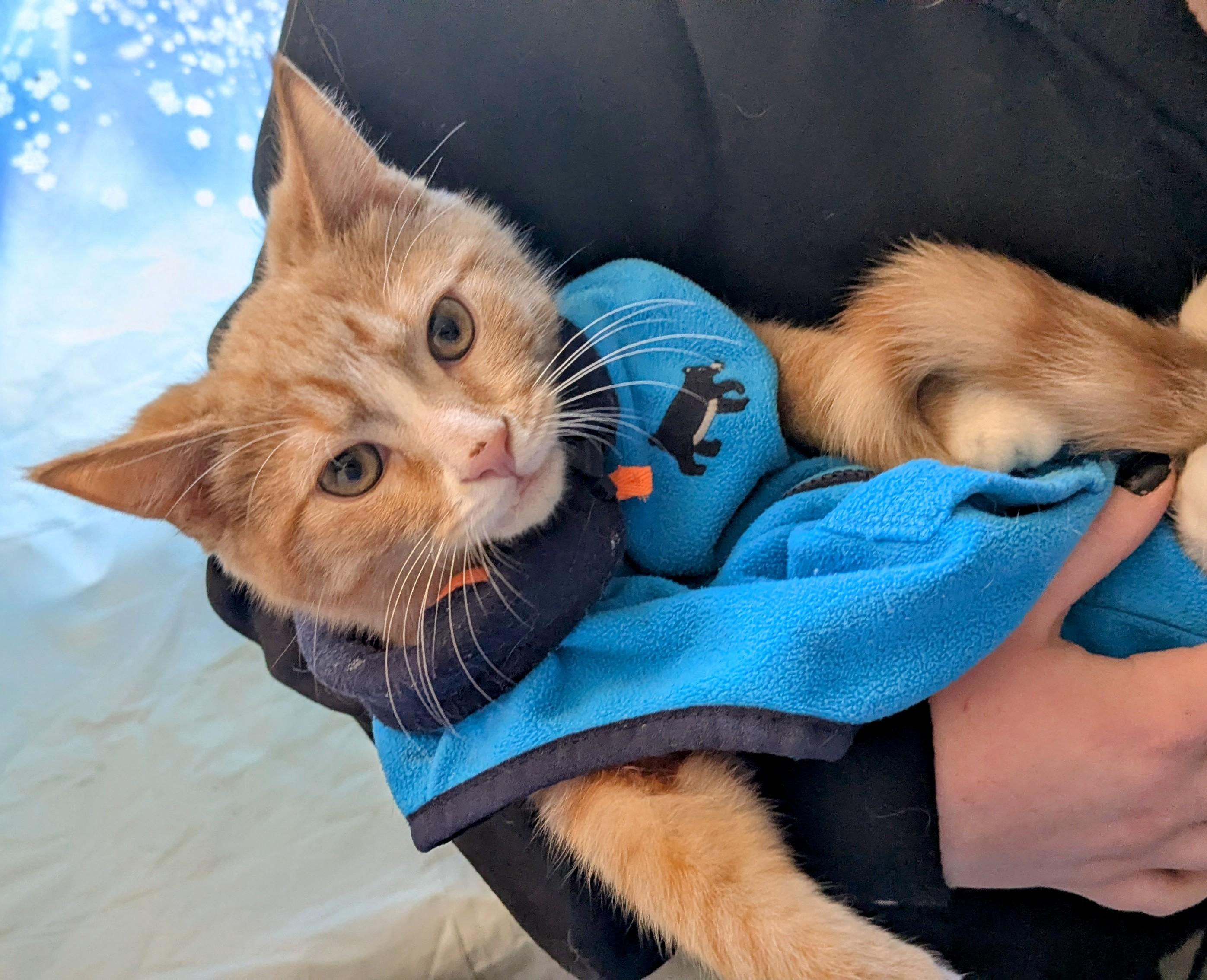 Enlarge Rusty, an adoptable Domestic Short Hair in Chesapeake Beach, MD image 6/6