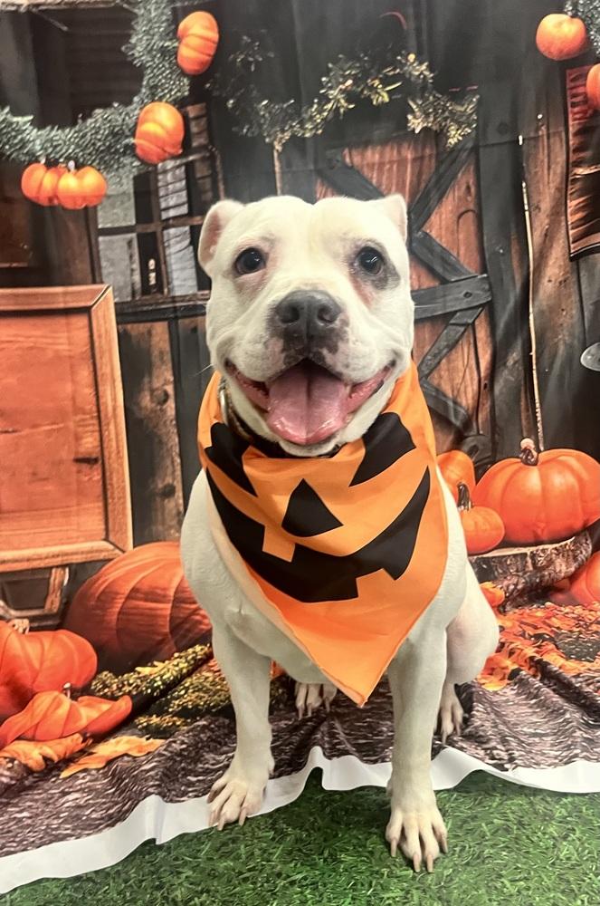 Bridget, Adoptable, Adult Female American Bulldog.
