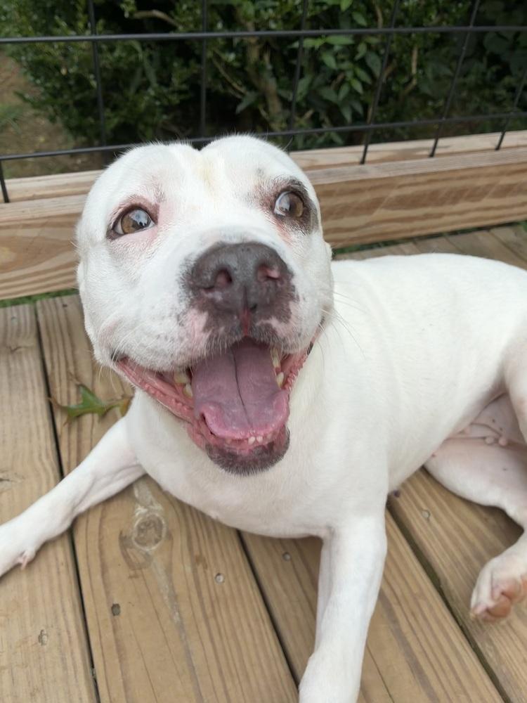 Enlarge Bridget, a Adoptable mixed breed in Acworth, GA image 2/4