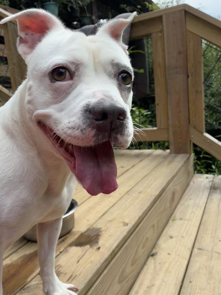 Enlarge Bridget, a Adoptable mixed breed in Acworth, GA image 3/4