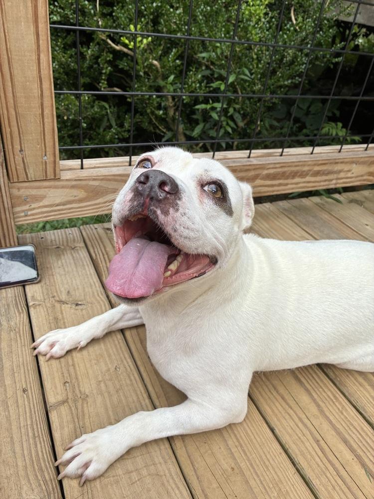 Enlarge Bridget, a Adoptable mixed breed in Acworth, GA image 4/4
