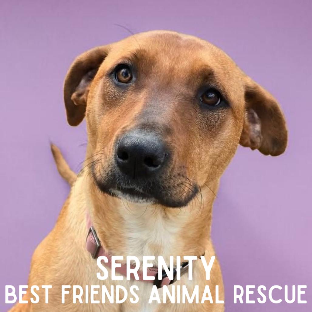 Serenity, Adoptable, Young Female Rhodesian Ridgeback.