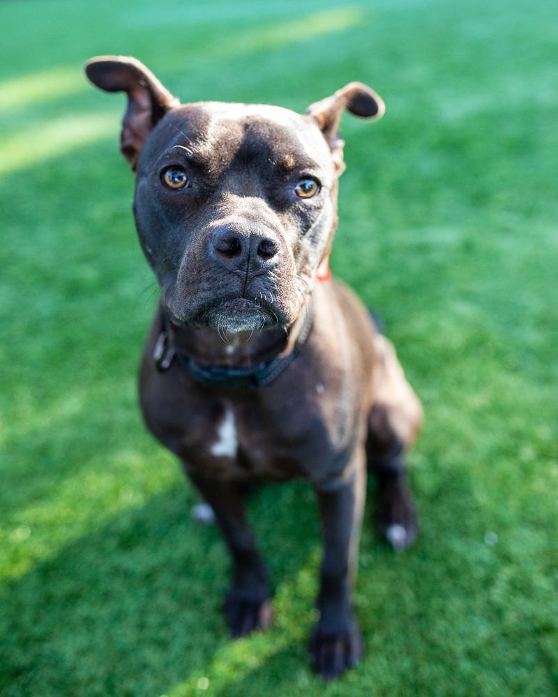 Enlarge 1. Shayla, a Adoptable mixed breed in Winter Garden, FL image 3/6