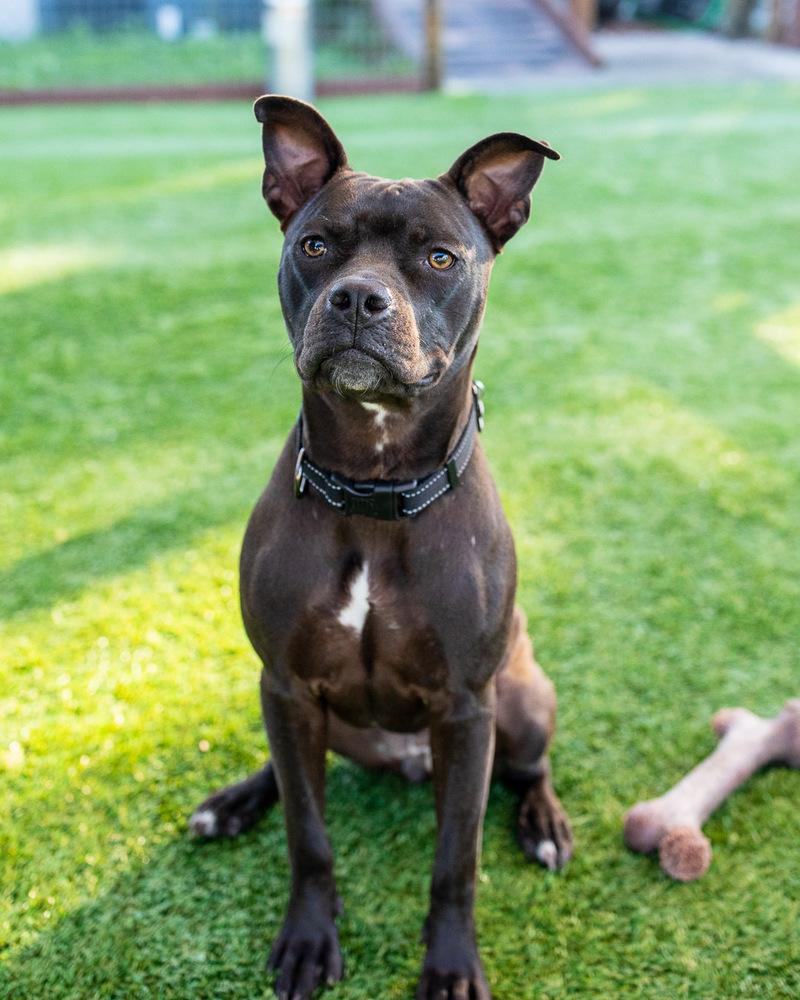 Enlarge 1. Shayla, a Adoptable mixed breed in Winter Garden, FL image 4/6