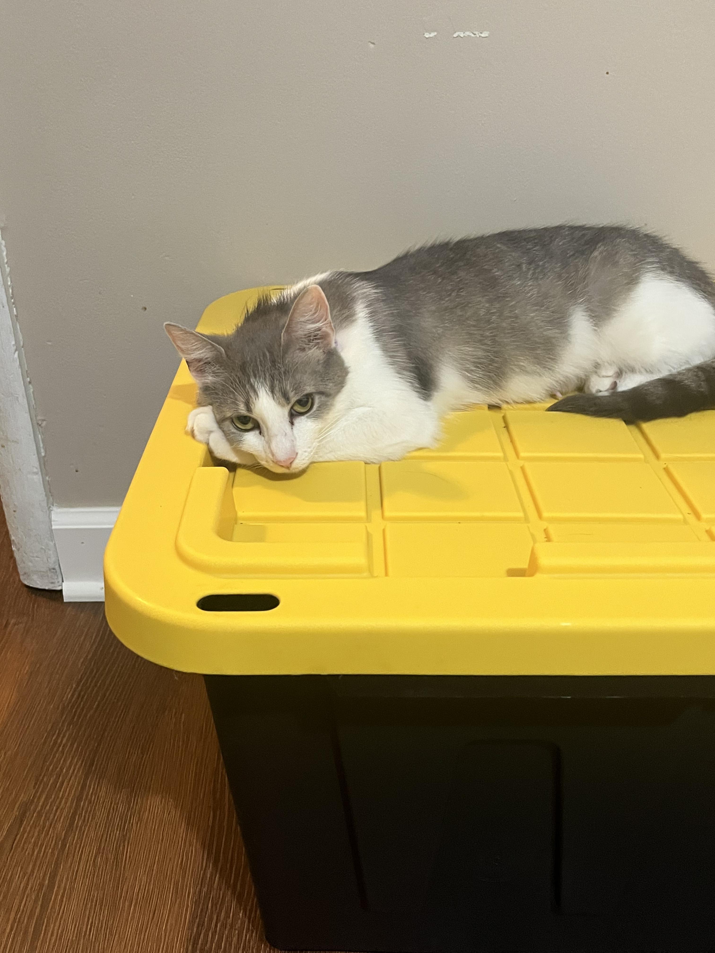 Jasmine, ADOPTABLE, Adult Female Domestic Short Hair.