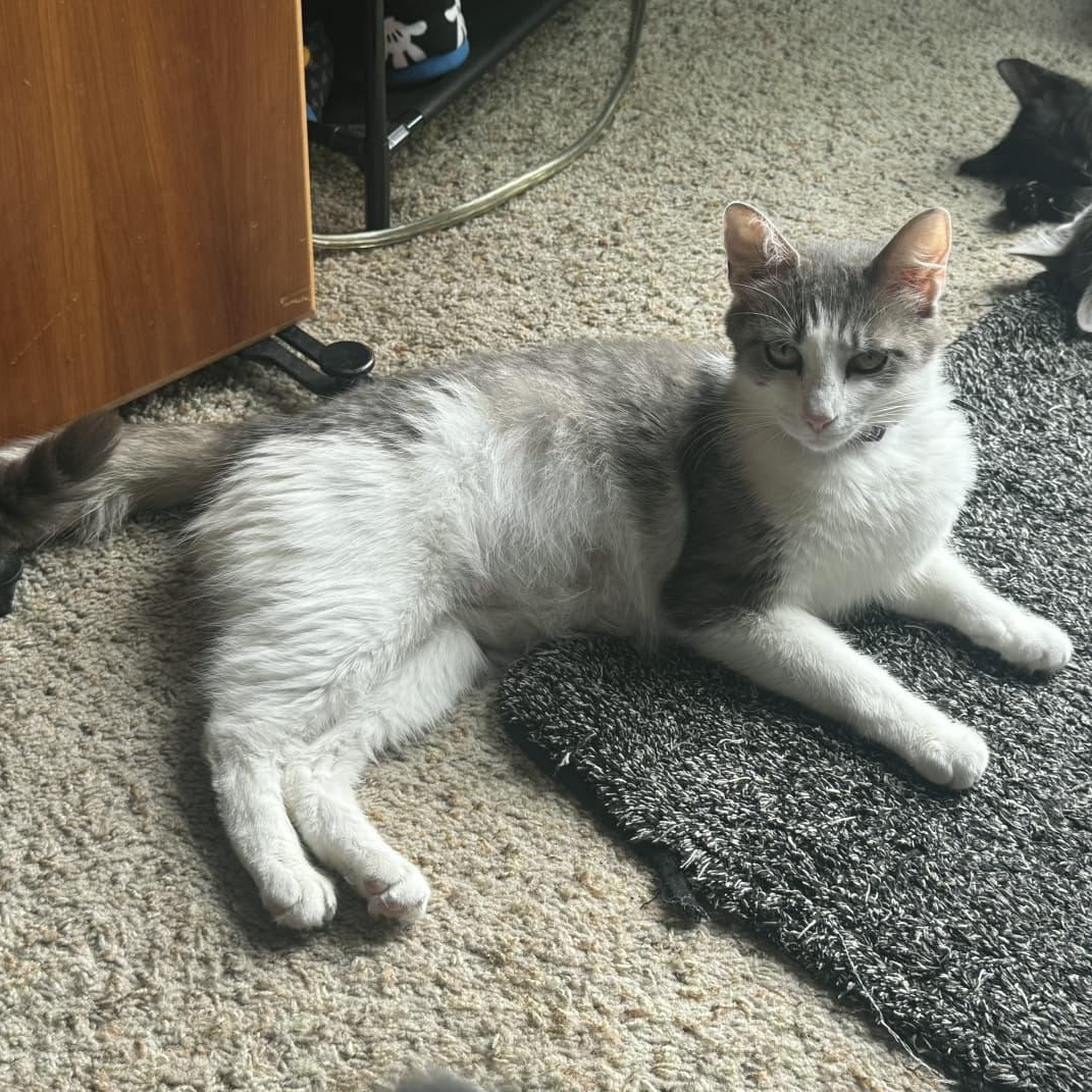 Enlarge Jasmine, a ADOPTABLE Domestic Short Hair in Odenton, MD image 2/2