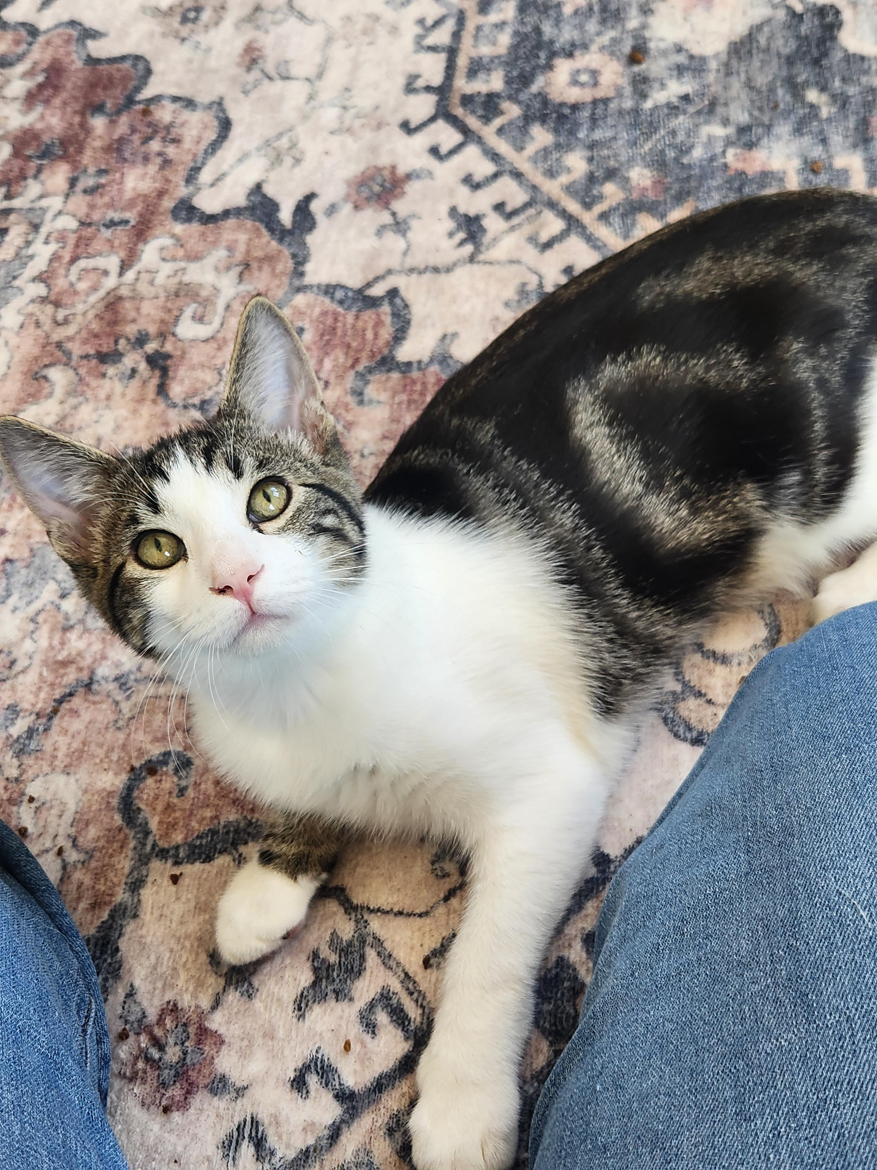 Pawly, Adoptable, Kitten Male Domestic Short Hair.
