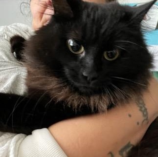 Enlarge Jackie, an adopted mixed breed in Gig Harbor, WA image 1/3