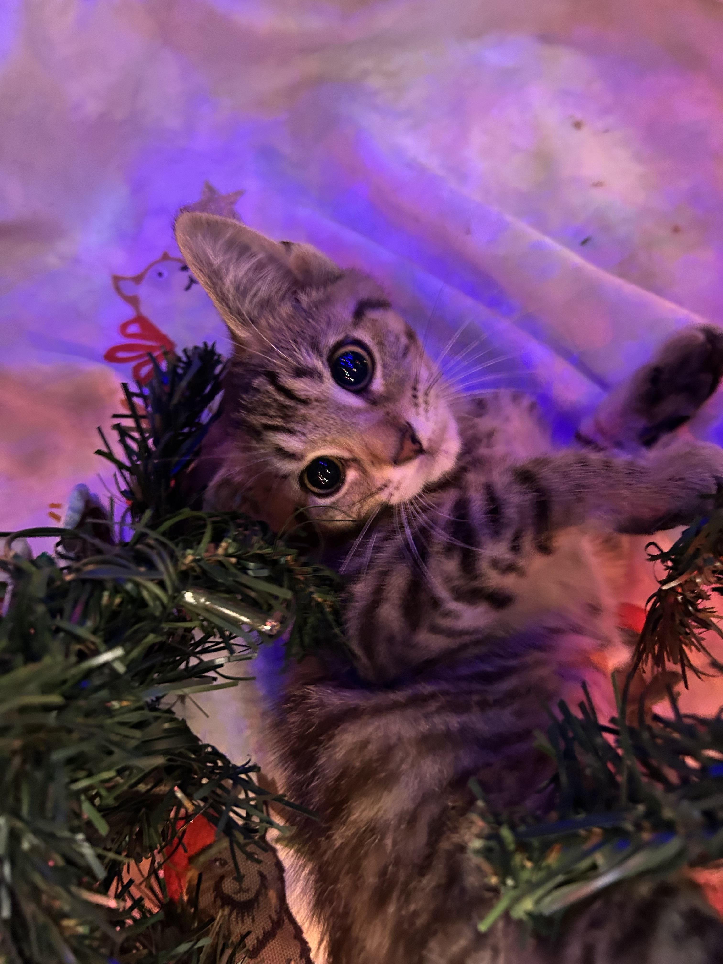 Enlarge Barbie, a Adoptable Domestic Short Hair in Richmond, VA image 1/1