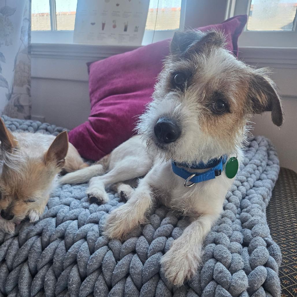 Meet Gordo This 15-year-old Parson Russell Terrier mix weighs just 18 pounds but hes got a whole