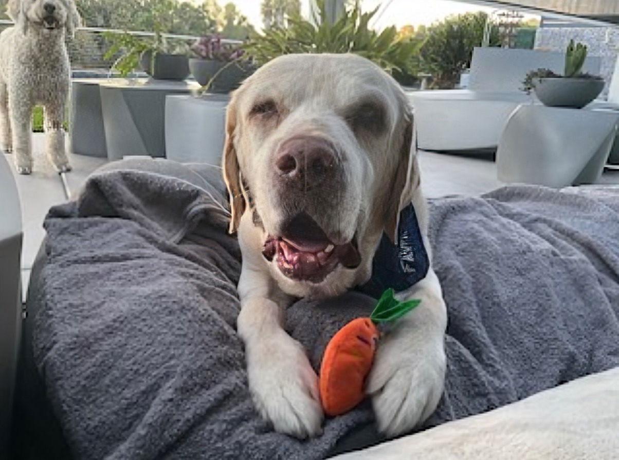 Enlarge Franklin, a Adoptable Labrador Retriever in San Diego, CA image 1/3