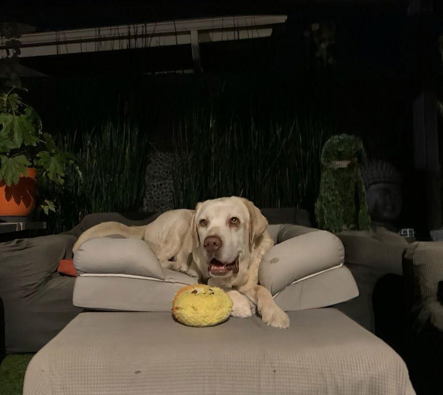 Enlarge Franklin, a Adoptable Labrador Retriever in San Diego, CA image 2/3