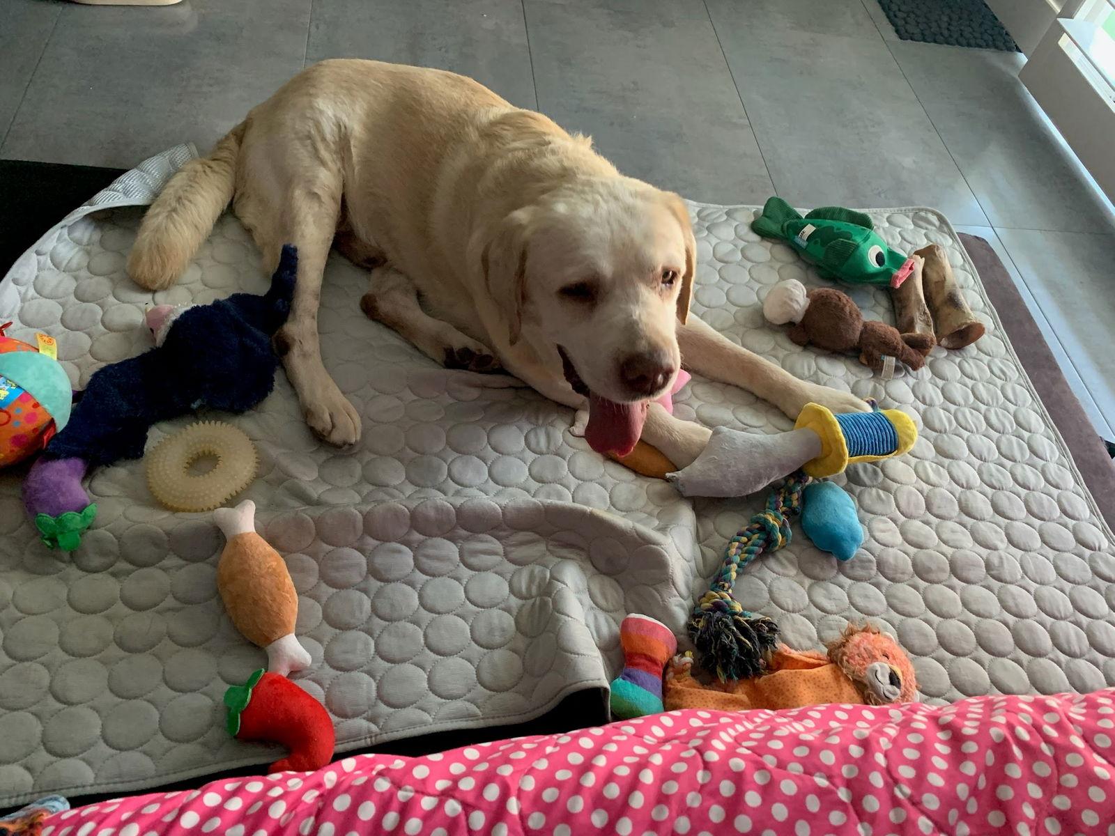 Franklin, a Adoptable Labrador Retriever in San Diego, CA image 1/3