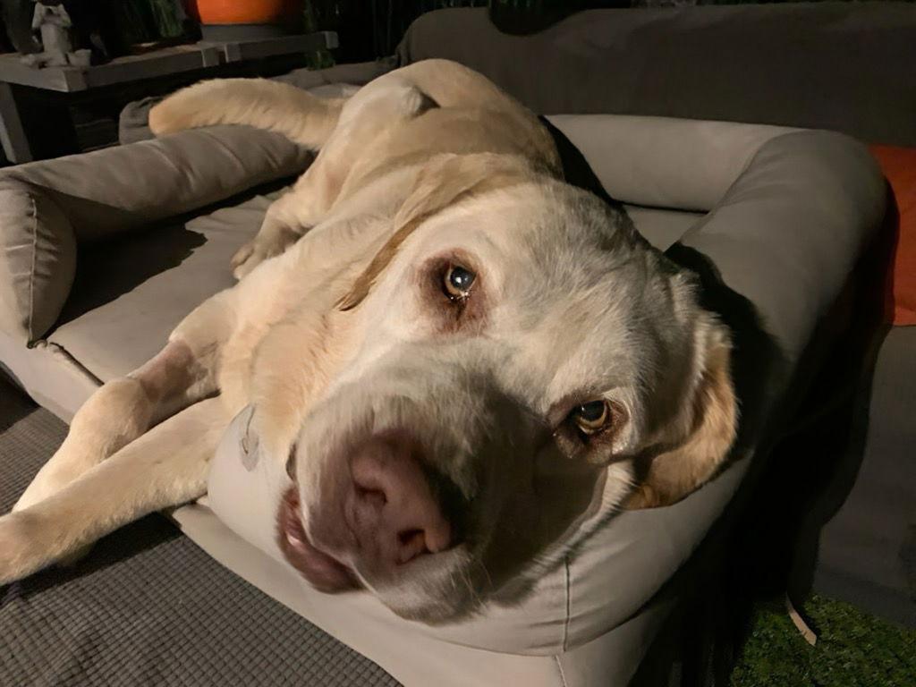 Franklin, a Adoptable Labrador Retriever in San Diego, CA image 2/3