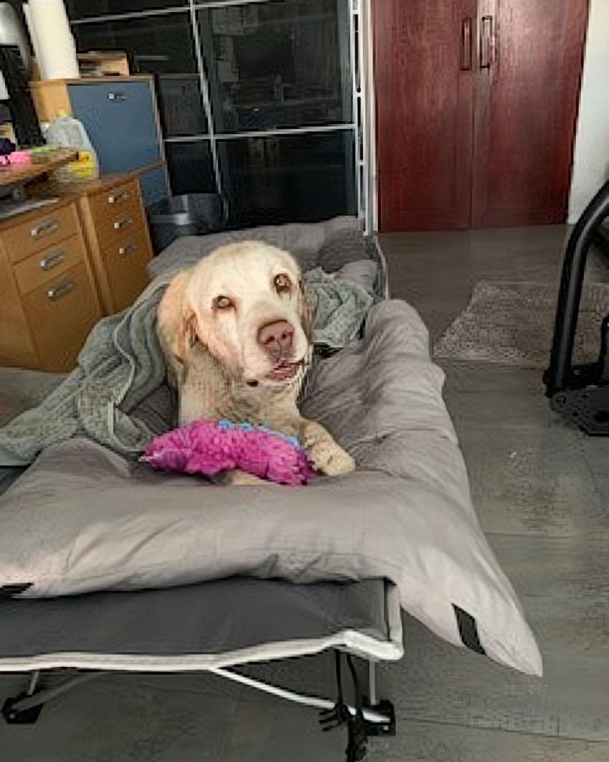 Enlarge Franklin, a Adoptable Labrador Retriever in San Diego, CA image 3/3