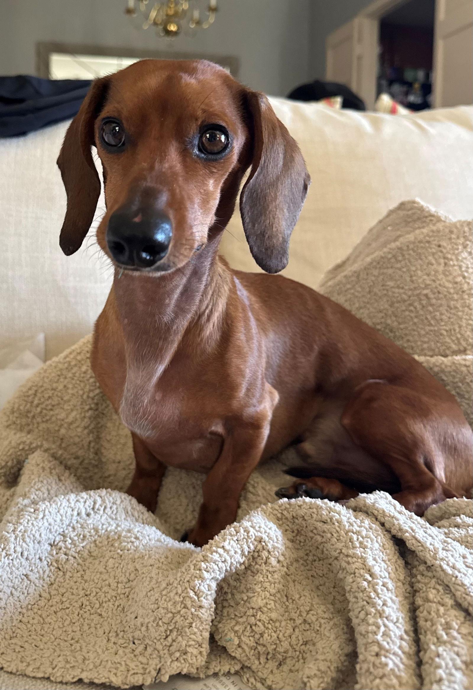 Alamo, Adoptable, Young Male Dachshund.