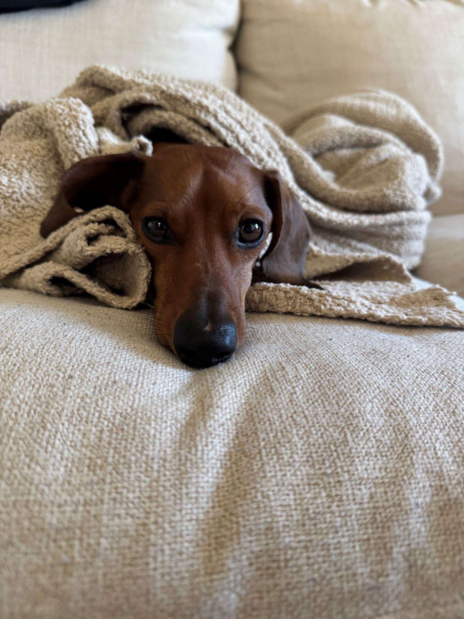 Enlarge Alamo, a Adoptable Dachshund in Austin, TX image 2/3