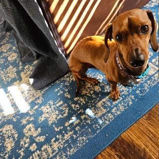 Enlarge Alamo, a Adoptable Dachshund in Austin, TX image 3/3