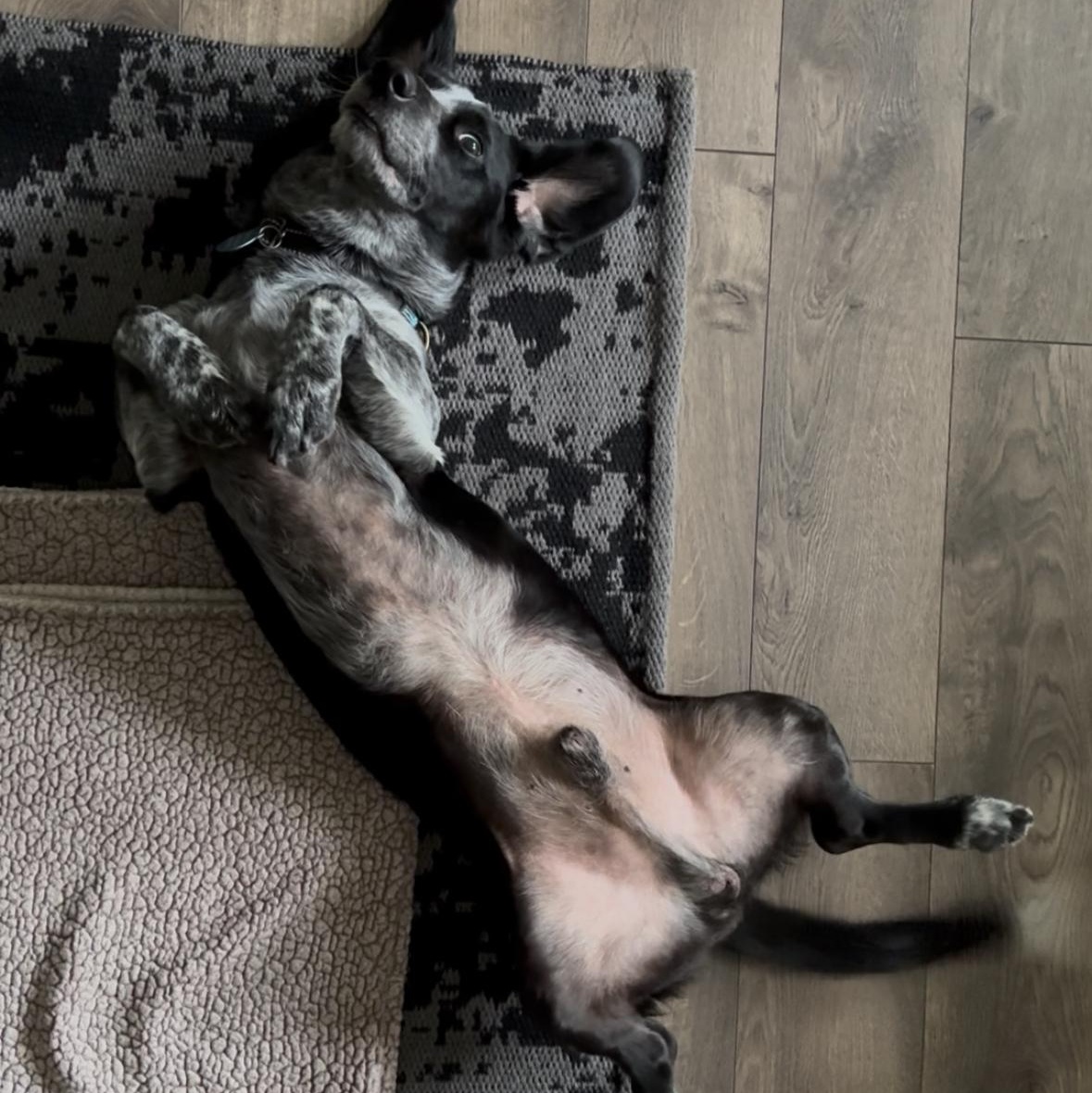 Enlarge Oscar, a ADOPTABLE mixed breed in Burbank, CA image 4/6