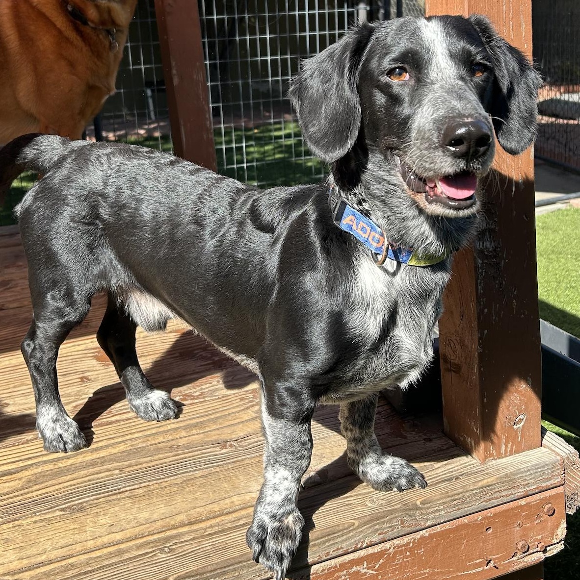 Enlarge Oscar, a ADOPTABLE mixed breed in Burbank, CA image 3/6