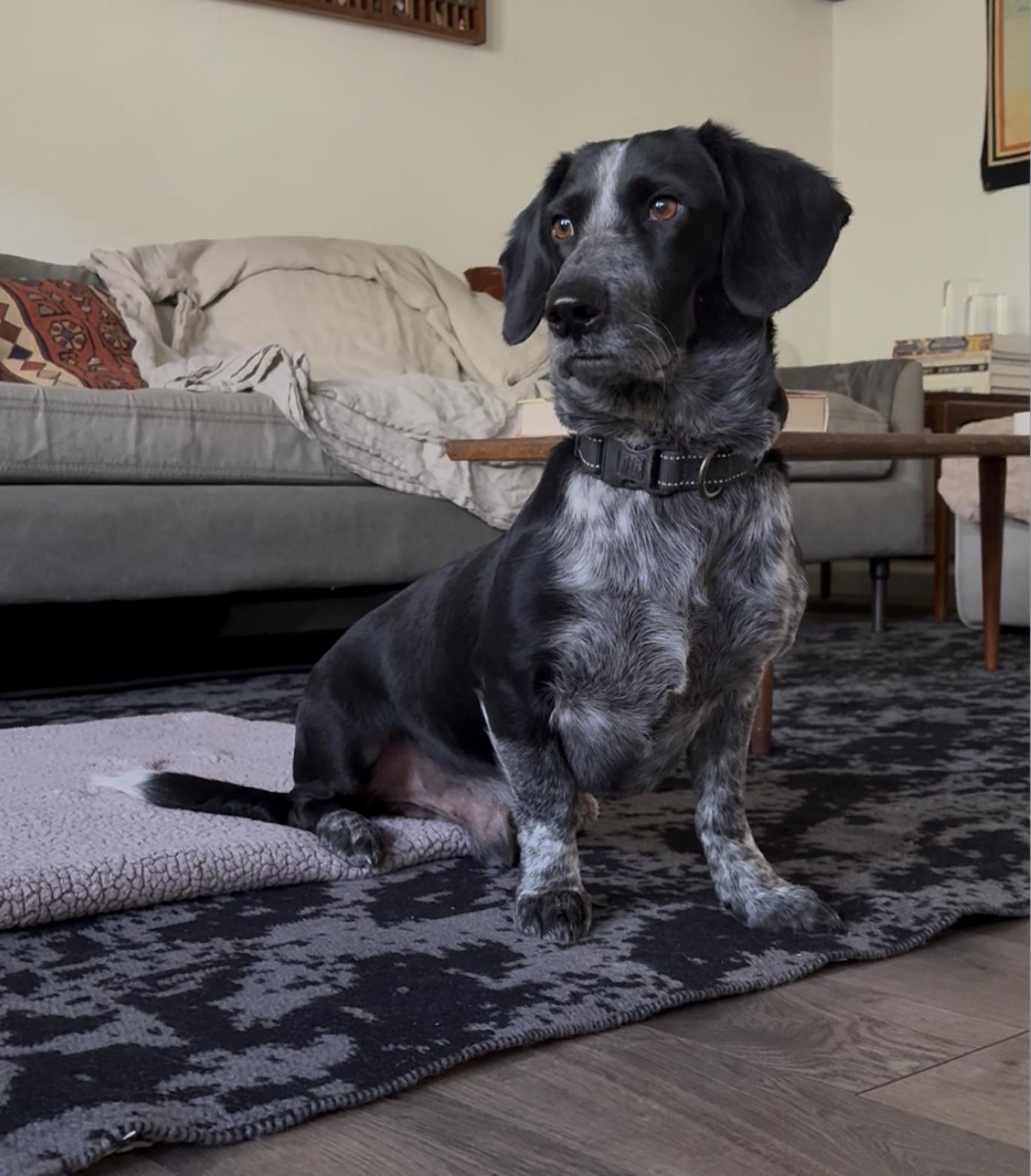 Oscar, ADOPTABLE, Adult Male Basset Hound & Dachshund.