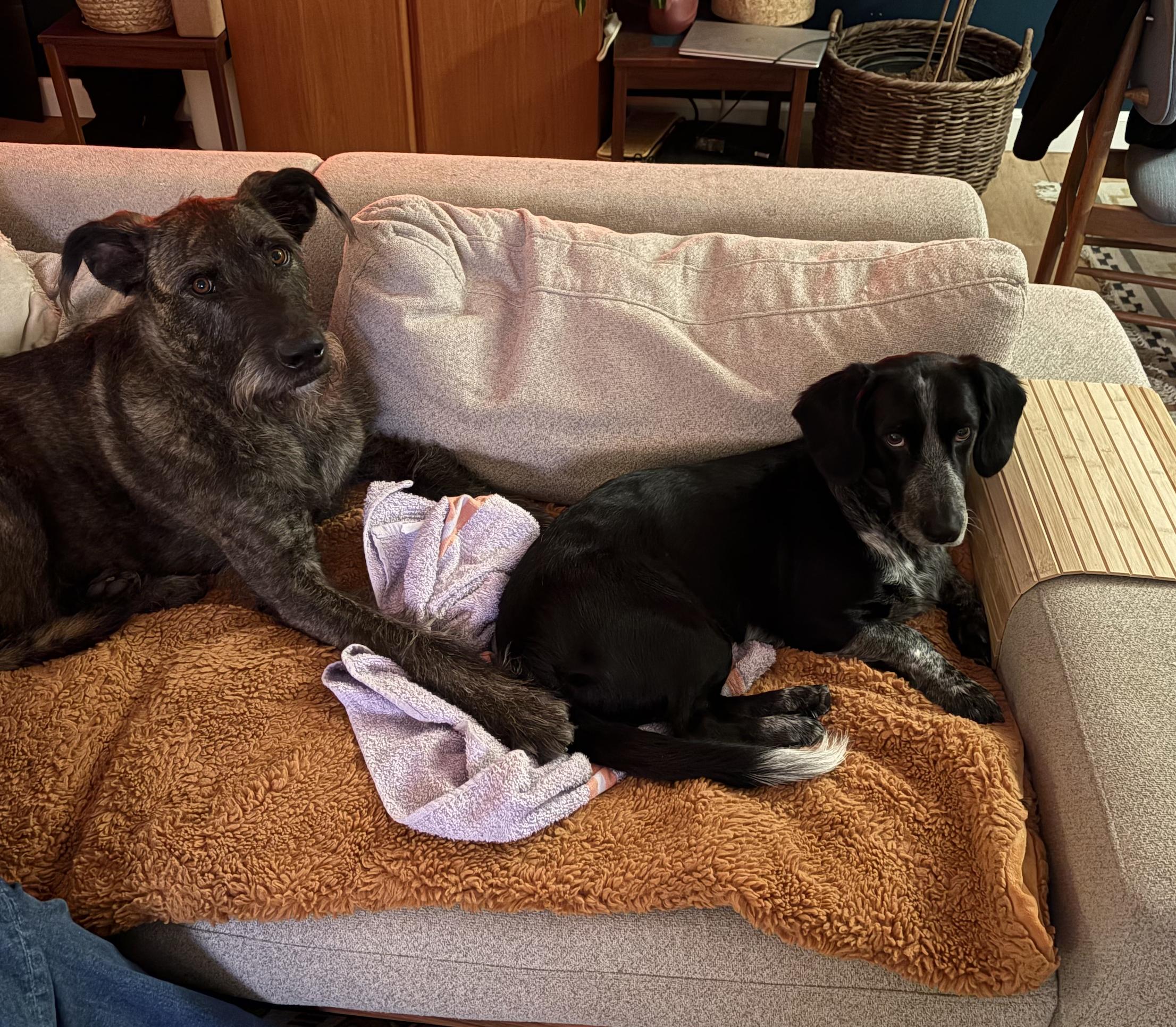 Enlarge Oscar, a ADOPTABLE mixed breed in Burbank, CA image 2/6