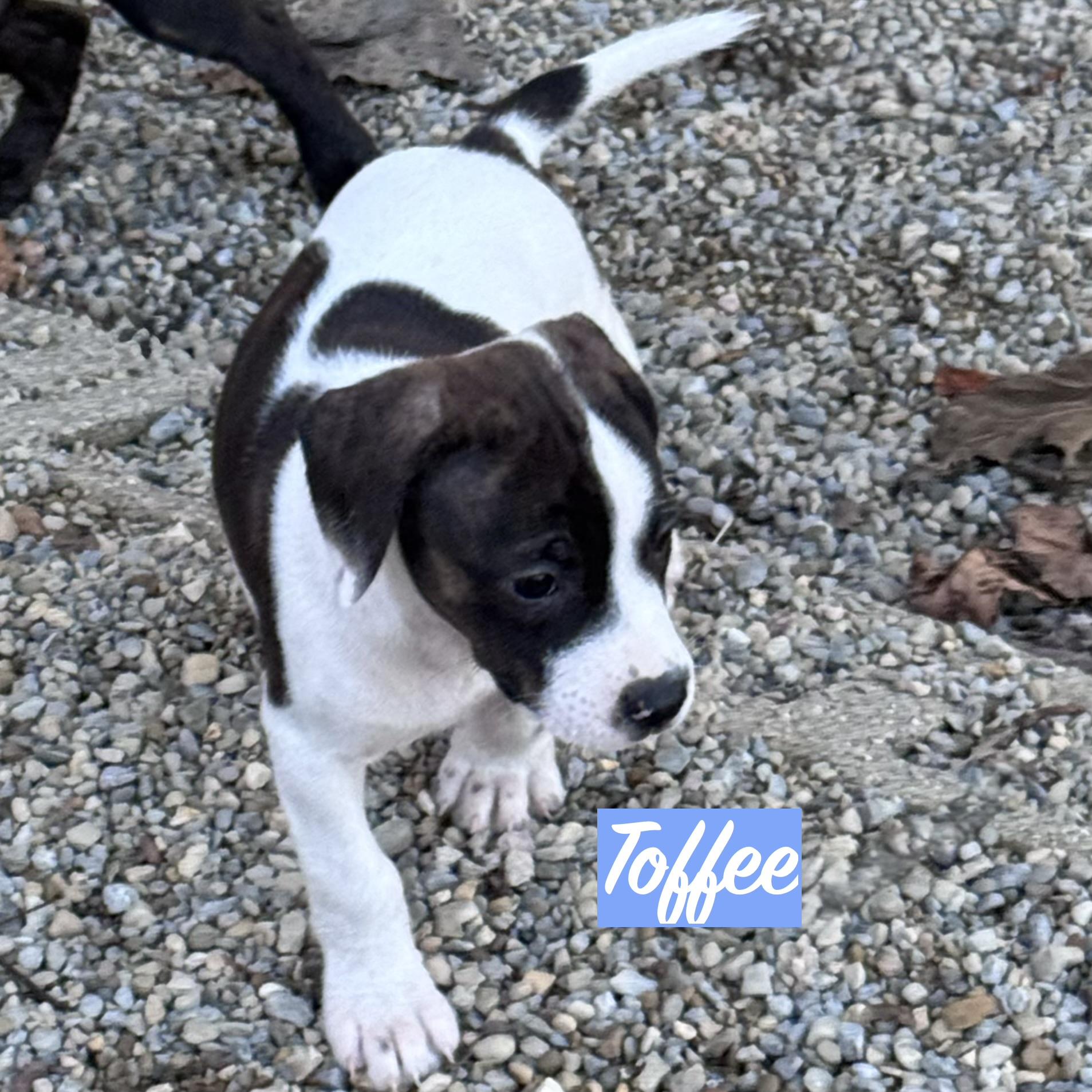 Enlarge .TOFFEE, a Adoptable mixed breed in Wilmington, OH image 2/3