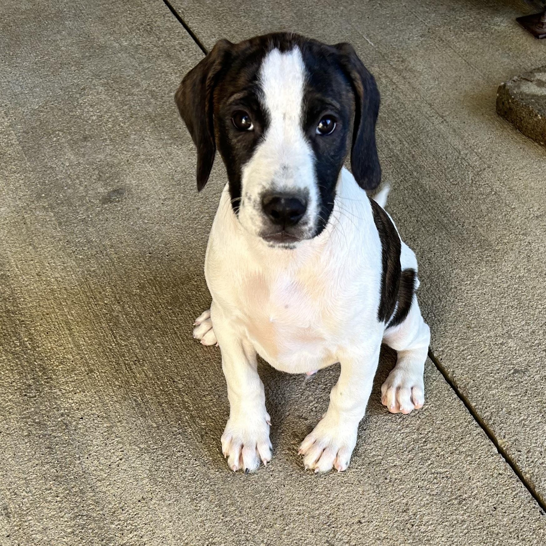 Enlarge .TOFFEE-URGENT, a Adoptable mixed breed in Wilmington, OH image 1/5
