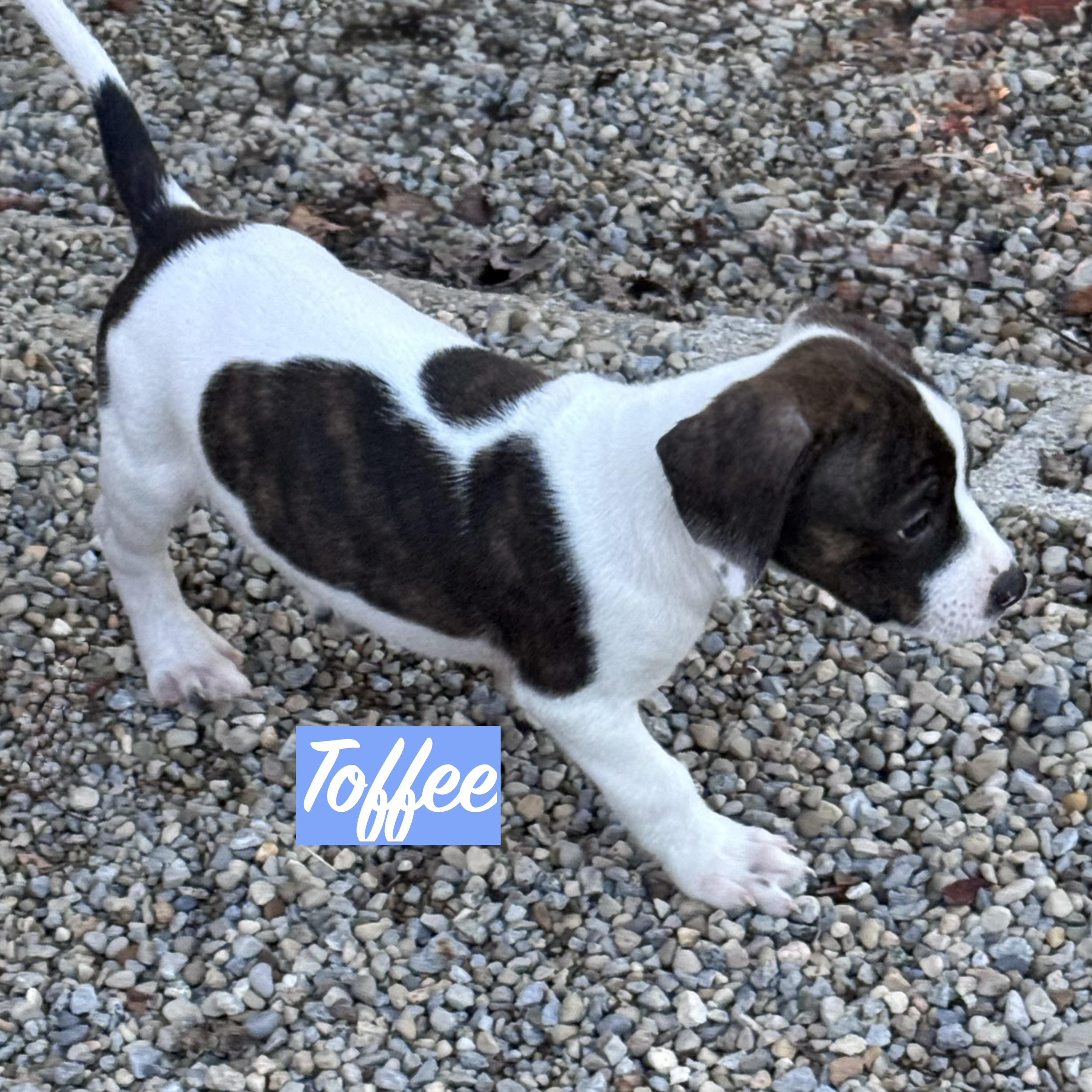 .TOFFEE, Adoptable, Puppy Male Boxer & Pit Bull Terrier.