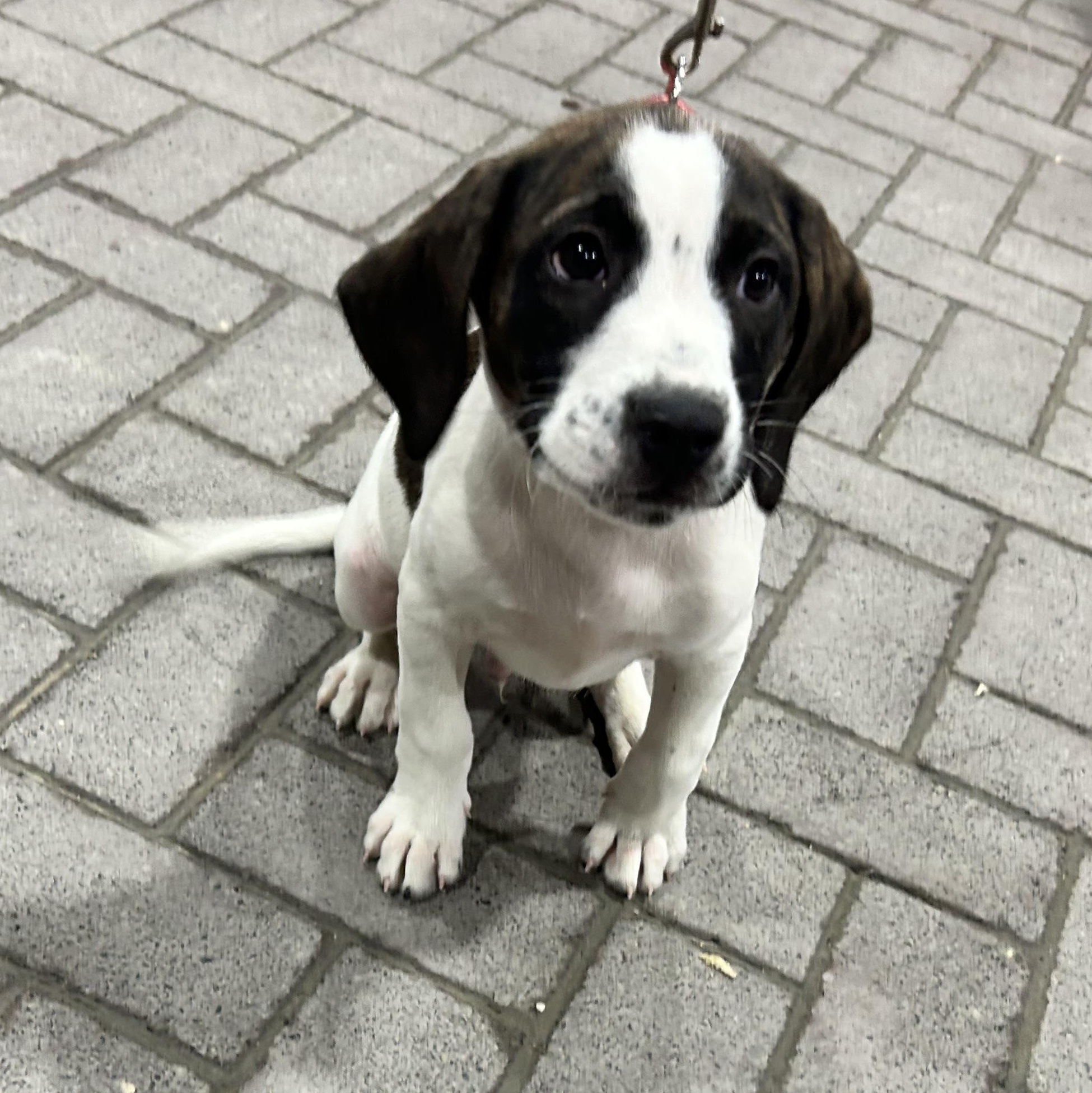 Enlarge .TOFFEE-URGENT, a Adoptable mixed breed in Wilmington, OH image 3/5