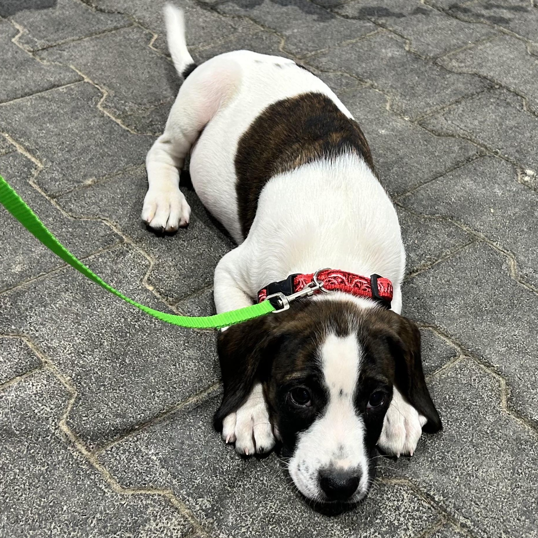 Enlarge .TOFFEE-URGENT, a Adoptable mixed breed in Wilmington, OH image 4/5