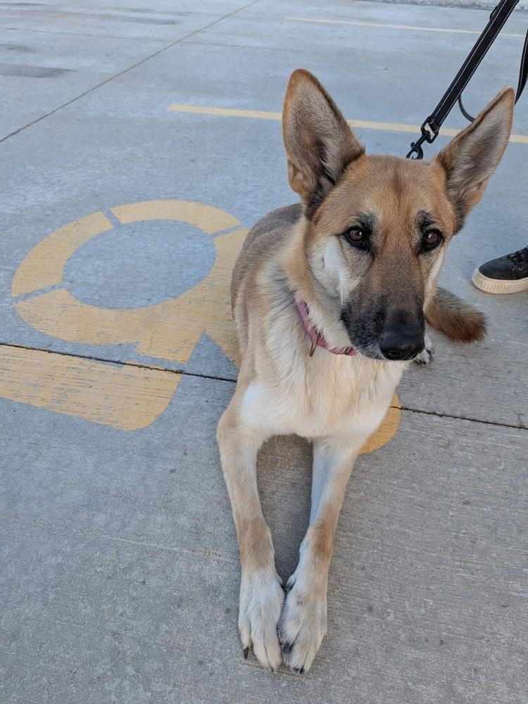 Minnie, Adopted, Adult Female German Shepherd Dog.