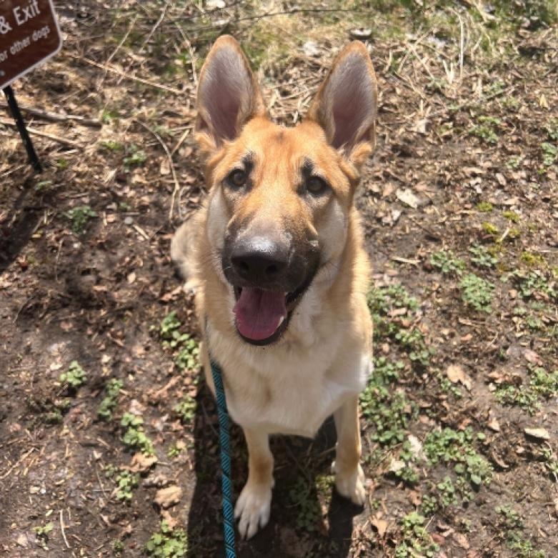 Minnie, Adopted, Adult Female German Shepherd Dog.