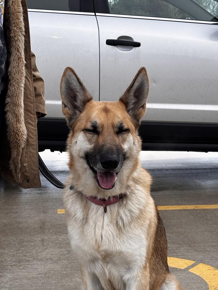 Minnie, a Adopted German Shepherd Dog in Suamico, WI image 3/6