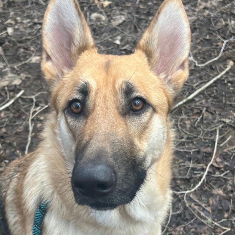 Minnie, a Adopted German Shepherd Dog in Suamico, WI image 3/4