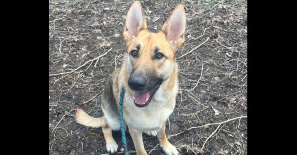 Minnie, a Adopted German Shepherd Dog in Suamico, WI image 4/4