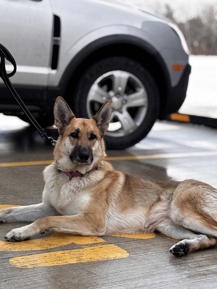Minnie, a Adopted German Shepherd Dog in Suamico, WI image 6/6