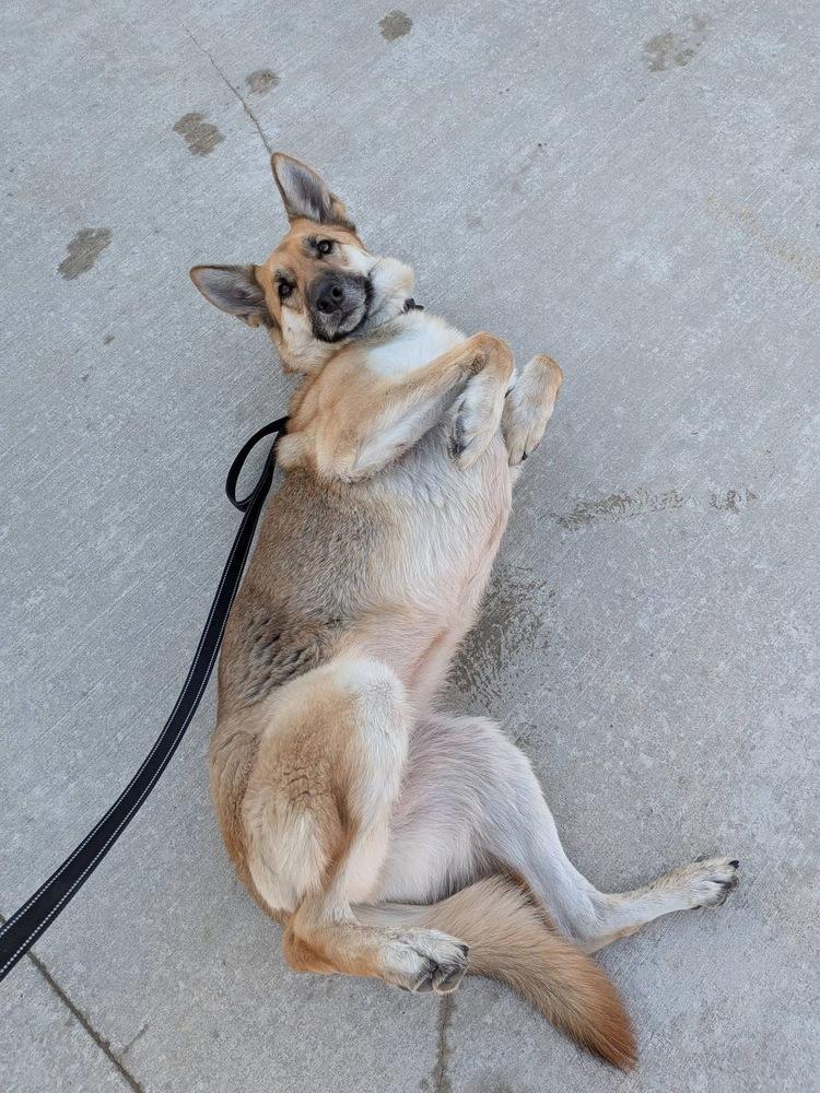Enlarge Minnie, a Adopted German Shepherd Dog in Suamico, WI image 6/6