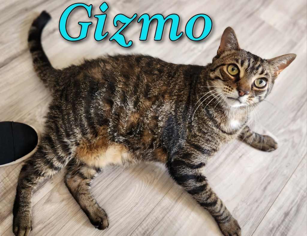 Gizmo